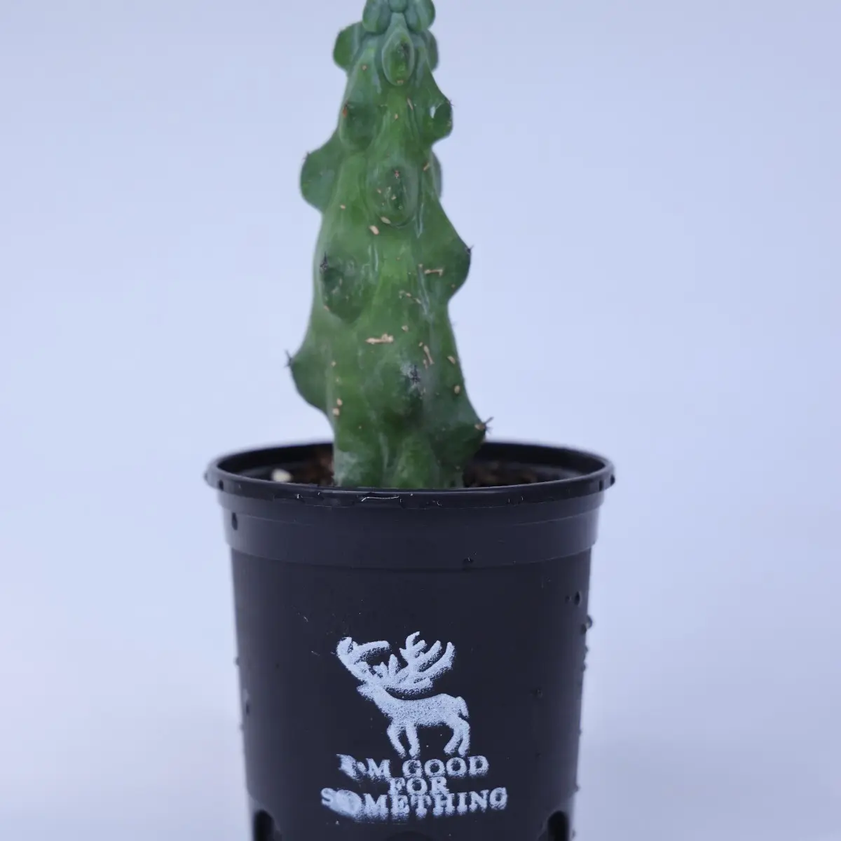 4MYR001-0   (140)   OHF   4''boobie  cactus - No pot