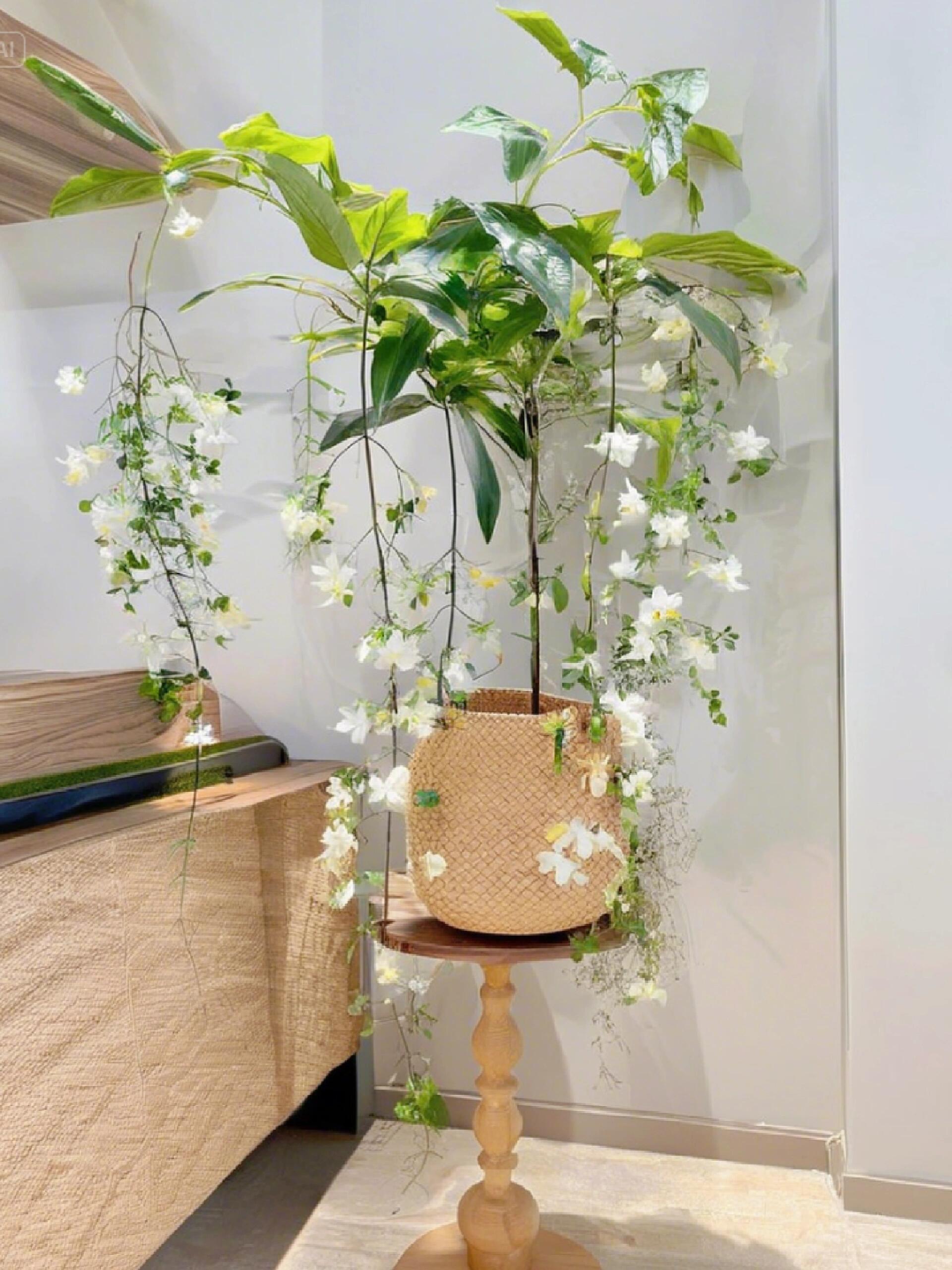 BUY 2 GET 1 FREETrailing Jasmine Seeds Bridal Veil High Germination Rate Nodding Clerodendron Easy to Grow Long Lasting Aroma for Home Garden Fragrant Blooms Rare Cascading Jasmine Perfect for Balconies & Indoor Pots