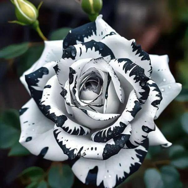 Mix Rose Seeds - 200+ Flower Rose Seeds for Planting Outdoors, Mix Colorful Flower Rose Plant Seeds Garden great gardening gift