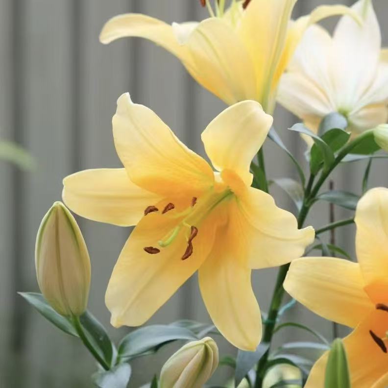 Yellow perfume lily flower bulbs - hardy scented flower bulbs, suitable for outdoor gardens and indoor potted plants, easy-to-grow perennial flowering plants