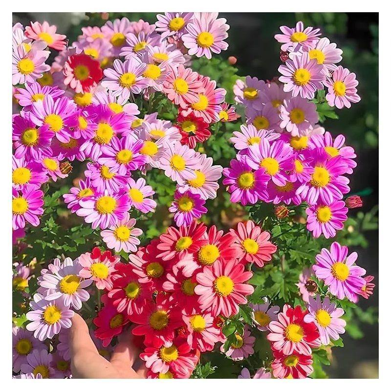 1900 pyrethrum seeds, 10,000-year-old chrysanthemums, outdoor perennials, suitable for garden homes, attracting pollinators