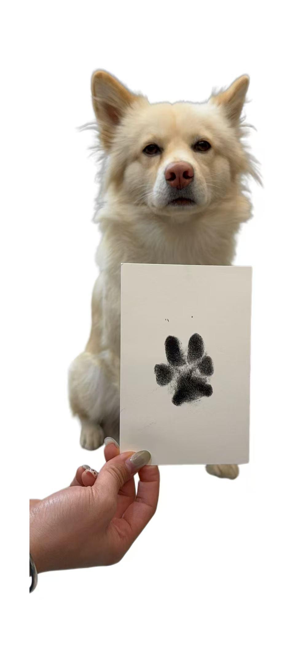 Paw Print Kit + 2 Photo Frame Inkless Hand and Footprint Kit for Dogs & Cats Mess-Free Clean Touch Ink Pad Multi-pet Capability Easy-to-Use Pet Memorial Keepsake Non-contact Usage
