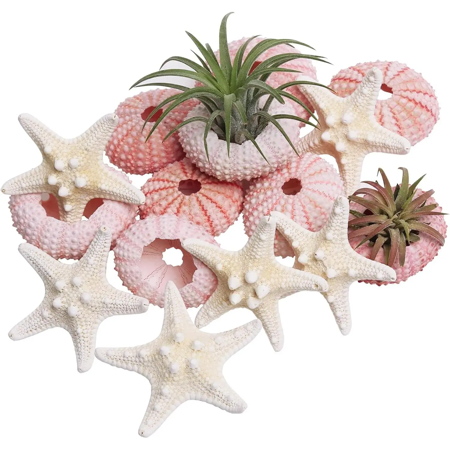 12pcs Starfish and Sea Urchin Set for Crafts, 1.3"-1.9" Natural Seashells Decor for Decorating, Sea Urchin Shells for Air Plants