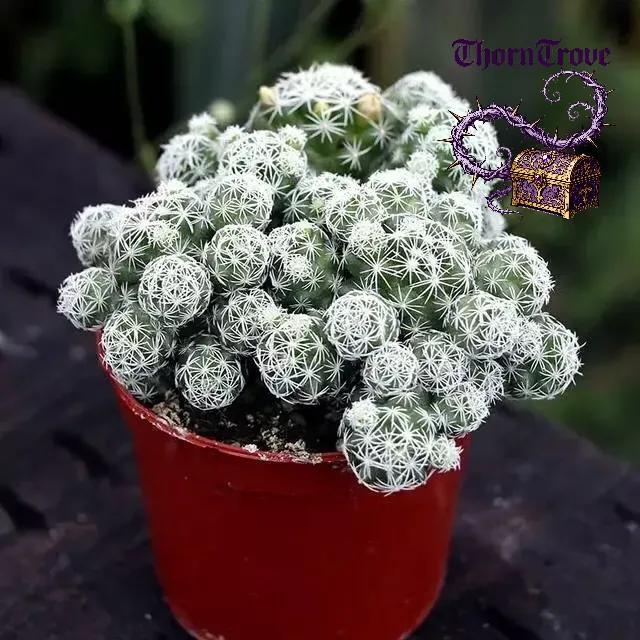 White Bird Cactus - Snow White Pompom-Pom, Thornless and Safe, Easy to Raise Succulents, Suitable for Tabletop Decoration