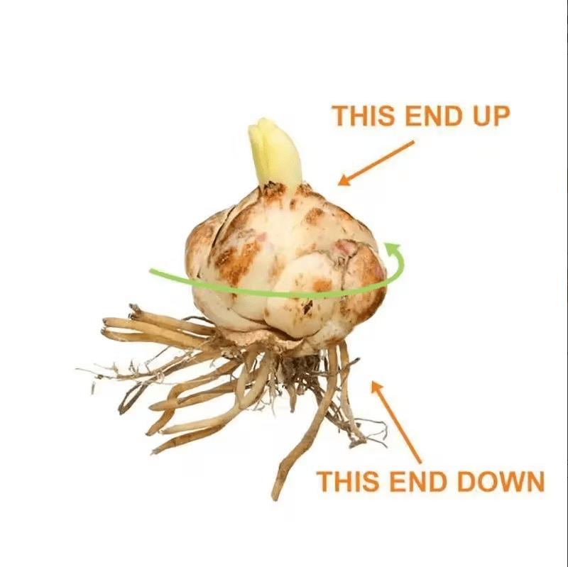 Wangchuan Autumn Water Lotus - Solid Bulbs + Bright Flowers + Compact Potted Flowers