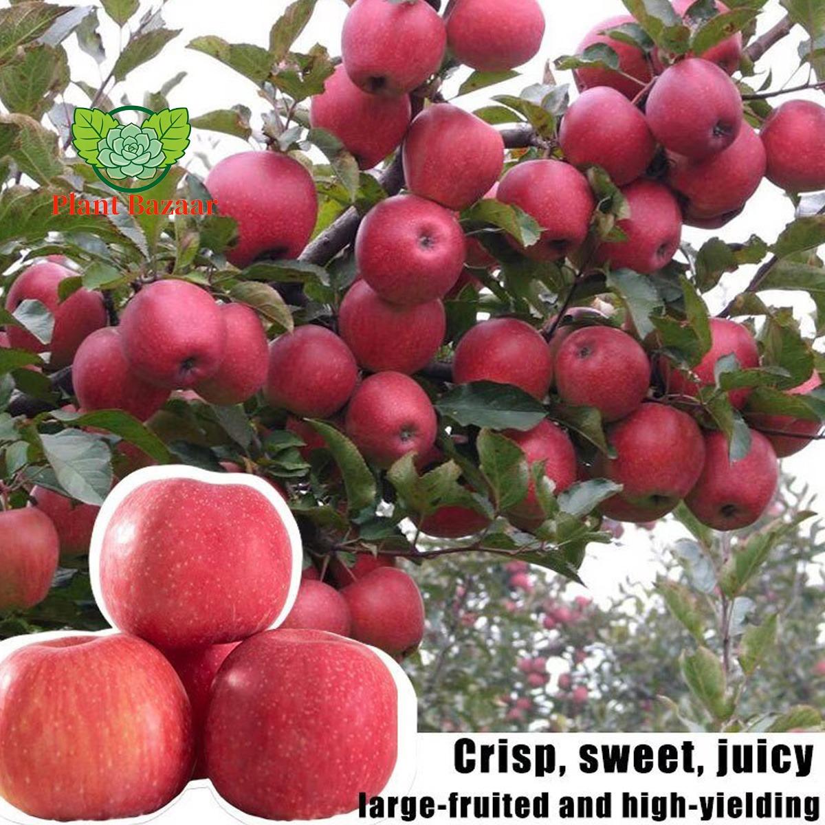 Semi-dwarf Honey Crispy Apple Tree Seedlings - Easy-to-grow fruit trees with high survival rates, ideal for home gardens and yards, hard, cold-resistant and fast-growing, suitable for beginners and home backyards