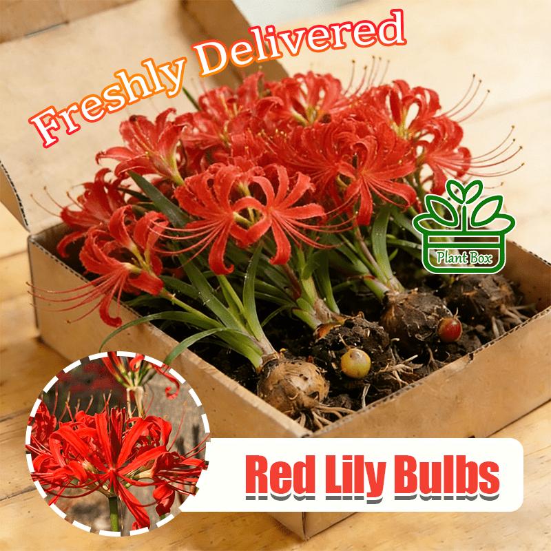 Lily Ball, natural fertilizer flower ball, multi-season flowering and year-round growth, suitable for indoor and outdoor planting in all regions, cold-resistant and easy to survive.