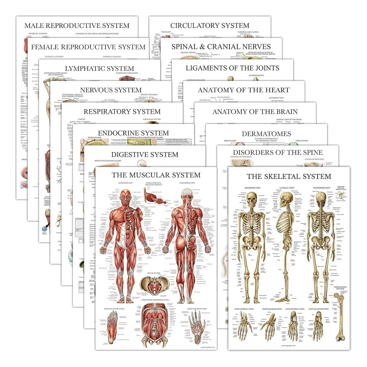 Anatomical Posters Set, 16 Pack Laminated, 18 x 24 Inch, Muscular Skeletal Digestive Respiratory Circulatory Endocrine Lymphatic Nervous System Charts
