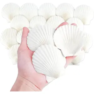 20 count   Shells for Crafts, 3 Inch White Seashell Decor for , Sea Shells for Decorating, DIY, Painting, Baking, Beach Wedding Decorations