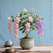 150 PCS Jasmine Seeds Bridal Veil High Germination Rate Nodding Clerodendron Easy to Grow Long Lasting Aroma for Home Garden Fragrant Blooms Rare Cascading Jasmine Perfect for Balconies & Indoor Pots