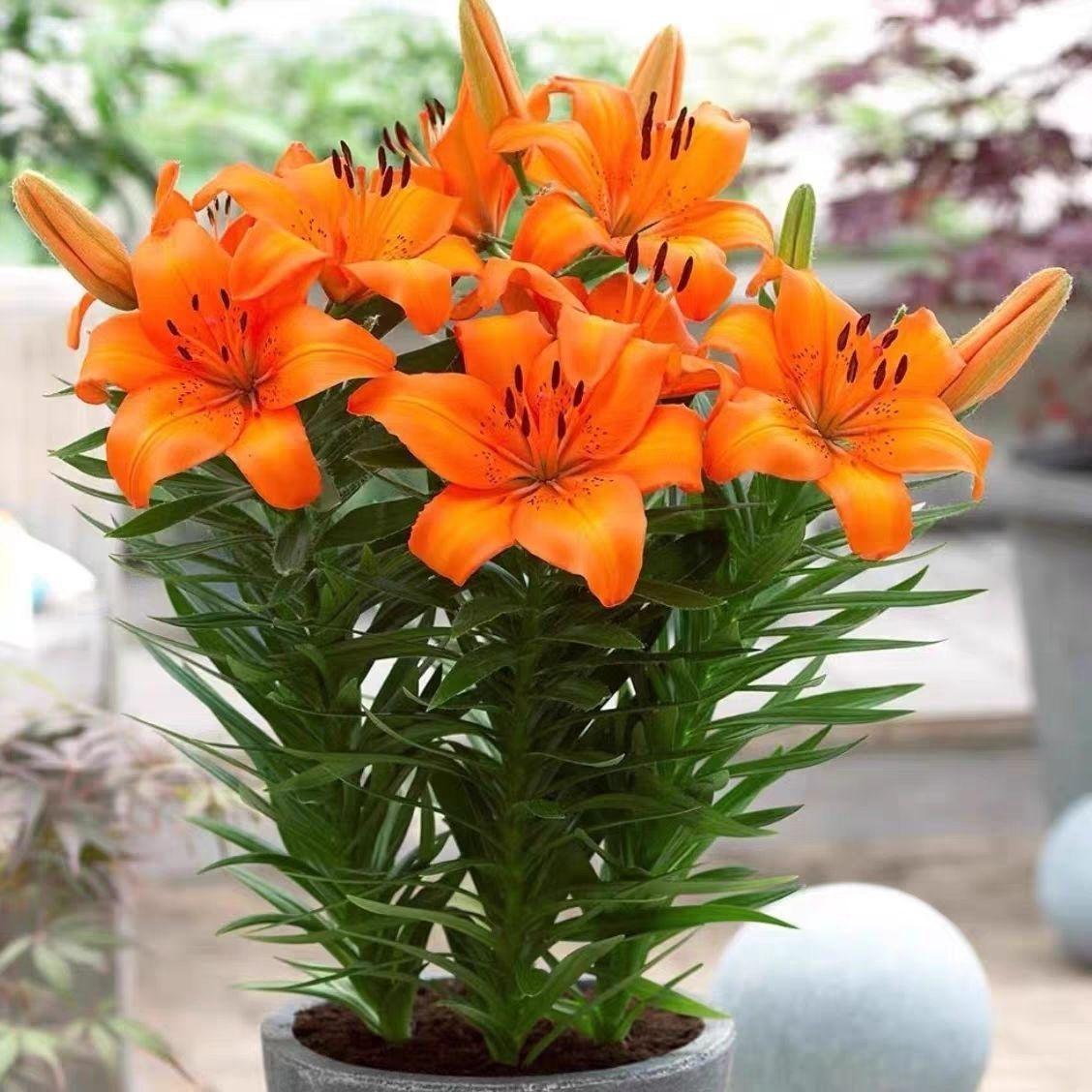 Orange lily bulbs, flowering year after year, suitable for home gardens