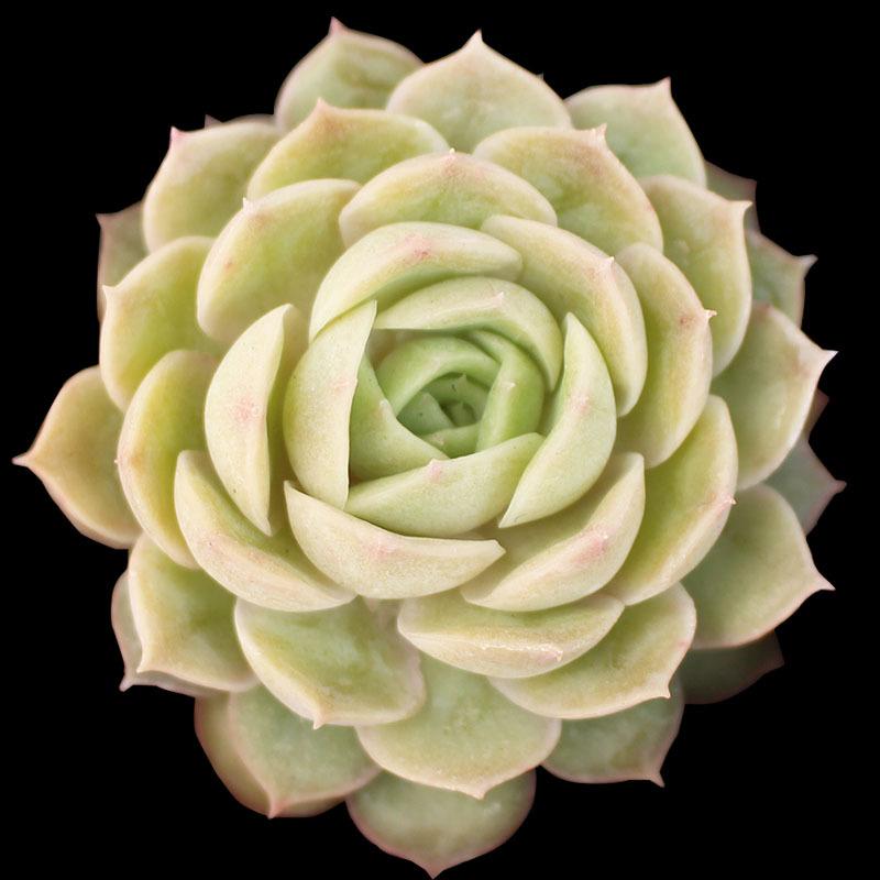 12/15/24/30 pieces, mixed DIY rare live succulent plant cuttings, 1-1.5 "random mysterious bulk succulent live plants, no pots, no soil, no roots, garden indoor office desk decoration, plant gifts, suitable for all seasons, potted plants