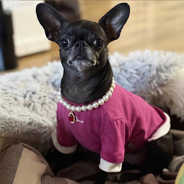 Luxury Pearl Pet Necklace, Cute Cat Dog Collar with Gem Pendant, Adjustable Pet Jewelry for Small Dogs Cats, Fashion Pet Accessory for Photoshoot Party