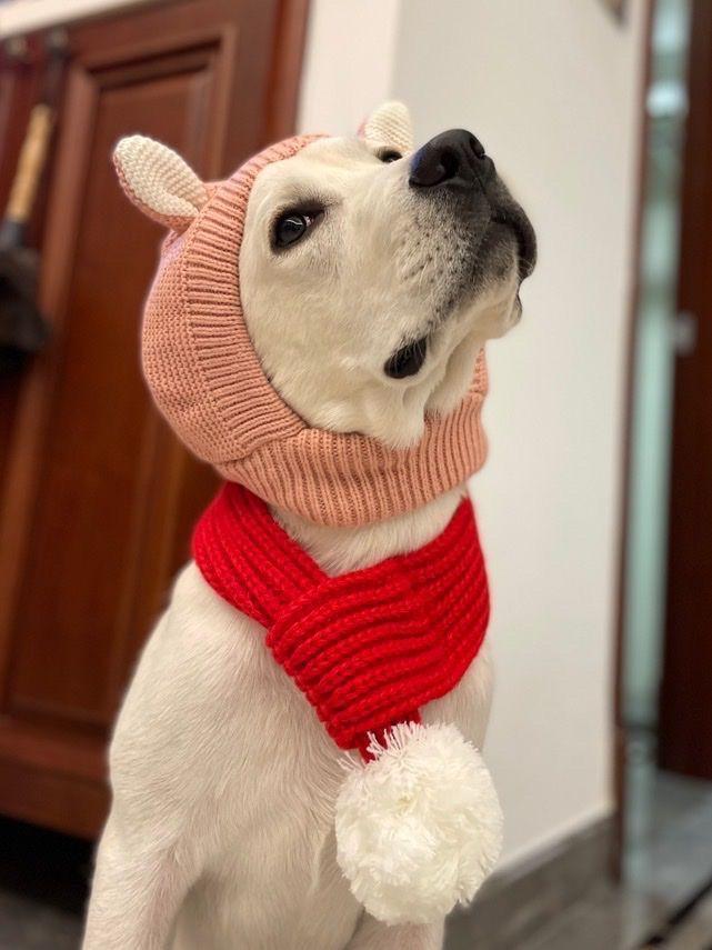 Pet hat winter medium and large dog Labrador golden retriever funny hood warm cute puppy hat cartoon