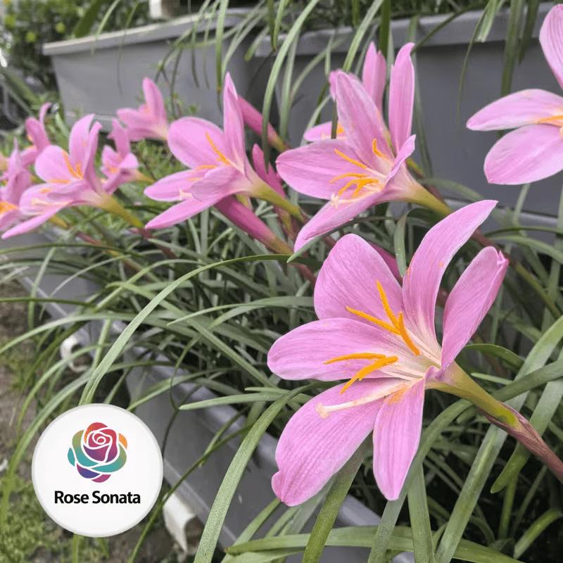Rain flower bulbs - grown and flowering year-round, ideal for indoor potted flowers. Mature bulbs (non-seed) have high germination rates, large and colorful flowers, easy to grow, suitable as garden floral gifts, or for beginners.