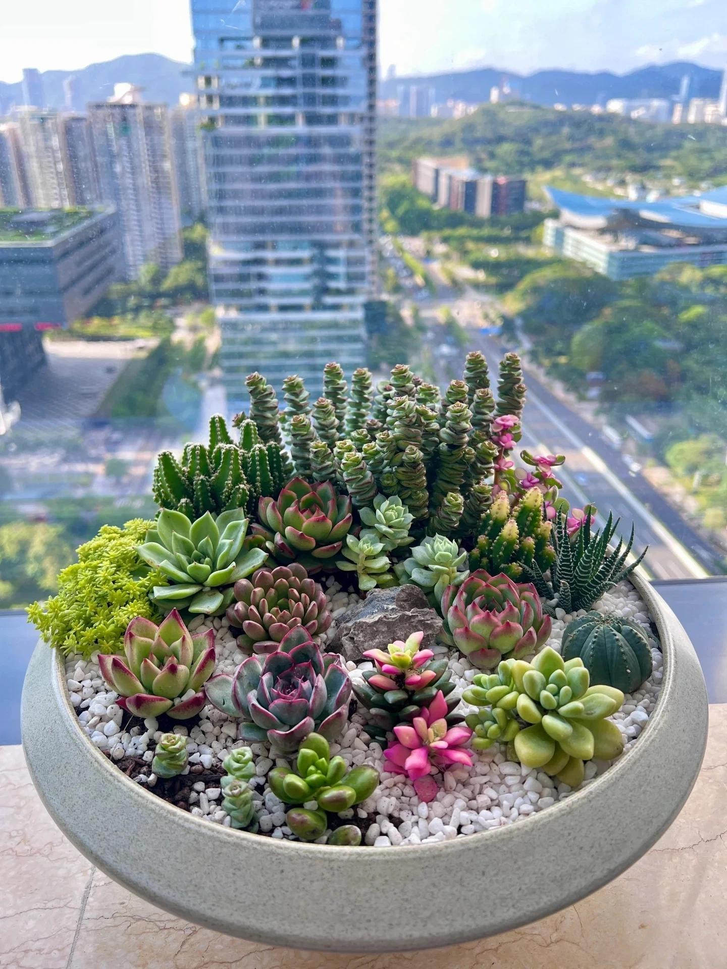 Mix & Match Succulents (12/15/24/30 Pcs) – Wide Variety, Easy Care & Perfect for Beginners. Ideal Desk Decor! Plant