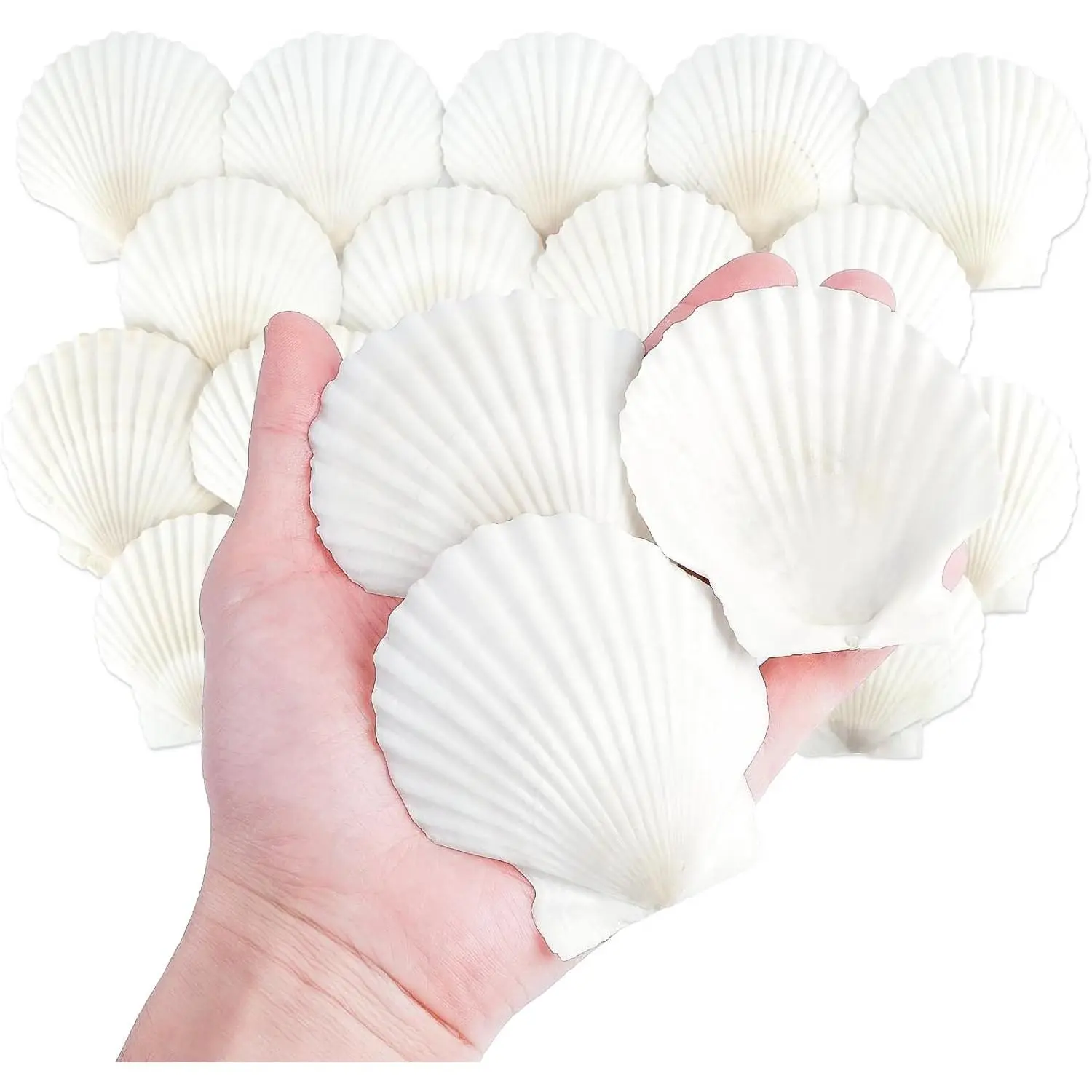20 PCS 3 Inch Natural Scallop Shells, White Clam Seashells for Crafts, Decoupage, Baking, Cooking, Aquariums, Table Decor, Party Supplies, DIY Painting, Beach WeddingGift
