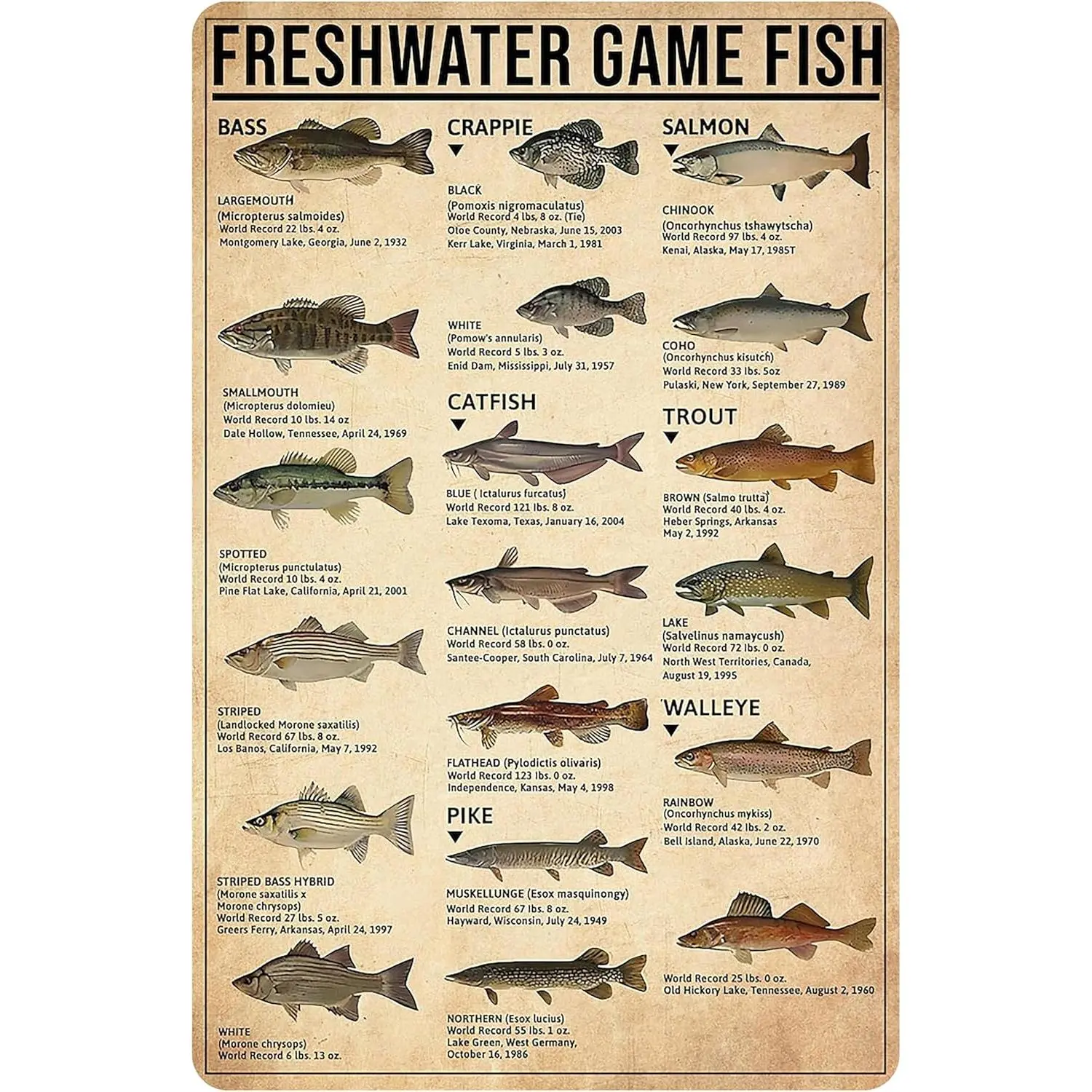 Vintage Freshwater Gamefish Knowledge Tin Sign, 8x12 in Decorative Wall Hanging, Wall Speciality Plaques & Signs for Man Cave, Ideal Boy's Fishing Gift