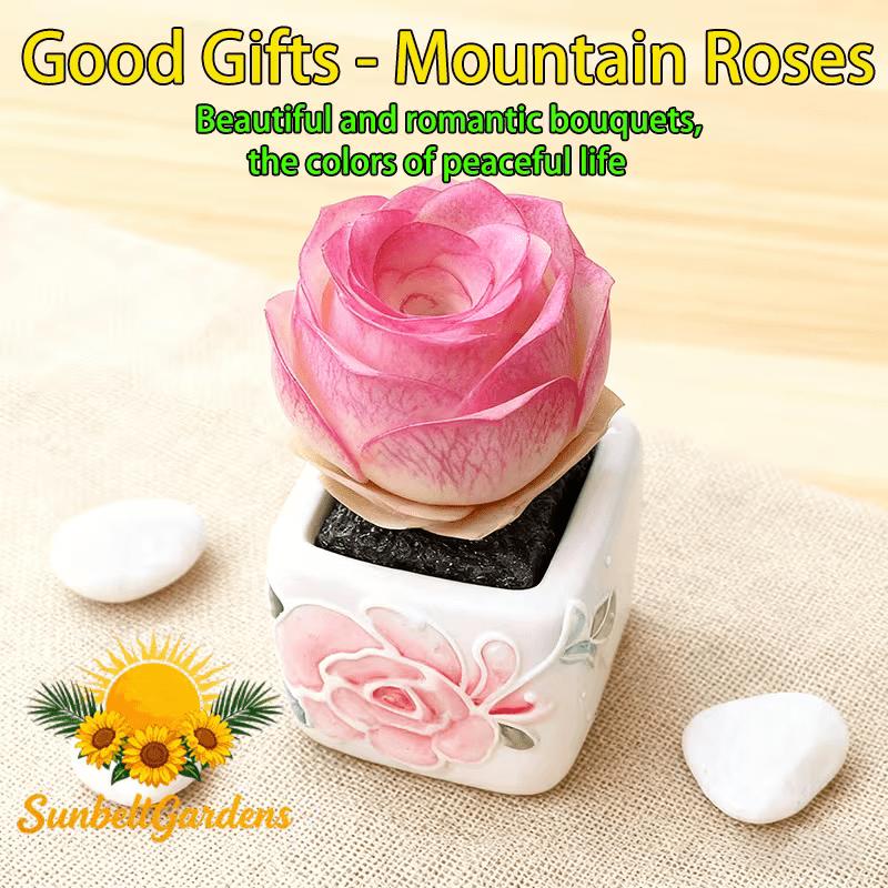Mountain pink peach rose succulent plant, easy to grow for beginners, drought-resistant, beautiful, suitable for window sills, tabletops and balconies, easy care, no pressure, the first choice for gifts