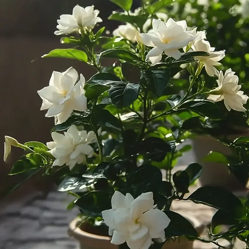 Moonlight Jasmine Night-Blooming Flower Seeds, Decorative Both Indoor/Outdoor Plant Seeds for Balconies, Night Flowers, Patio Decor Ideas & Garden Decor