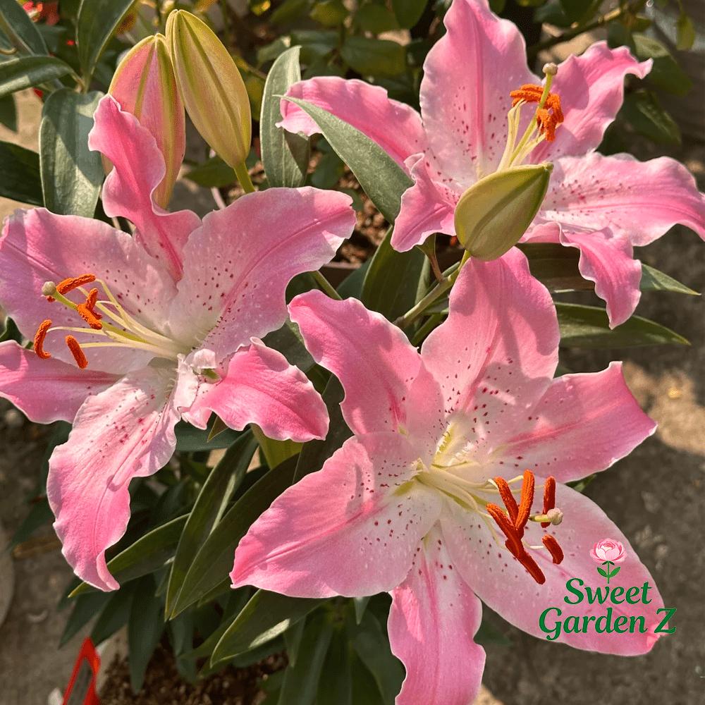 Annual flowering pink lily bulbs bag, fragrant potted flowers, suitable for balconies and courtyards, large and bright flowers, long flowering period, easy to manage and high survival rate, novice-friendly, a must for romantic home gardening landscapes