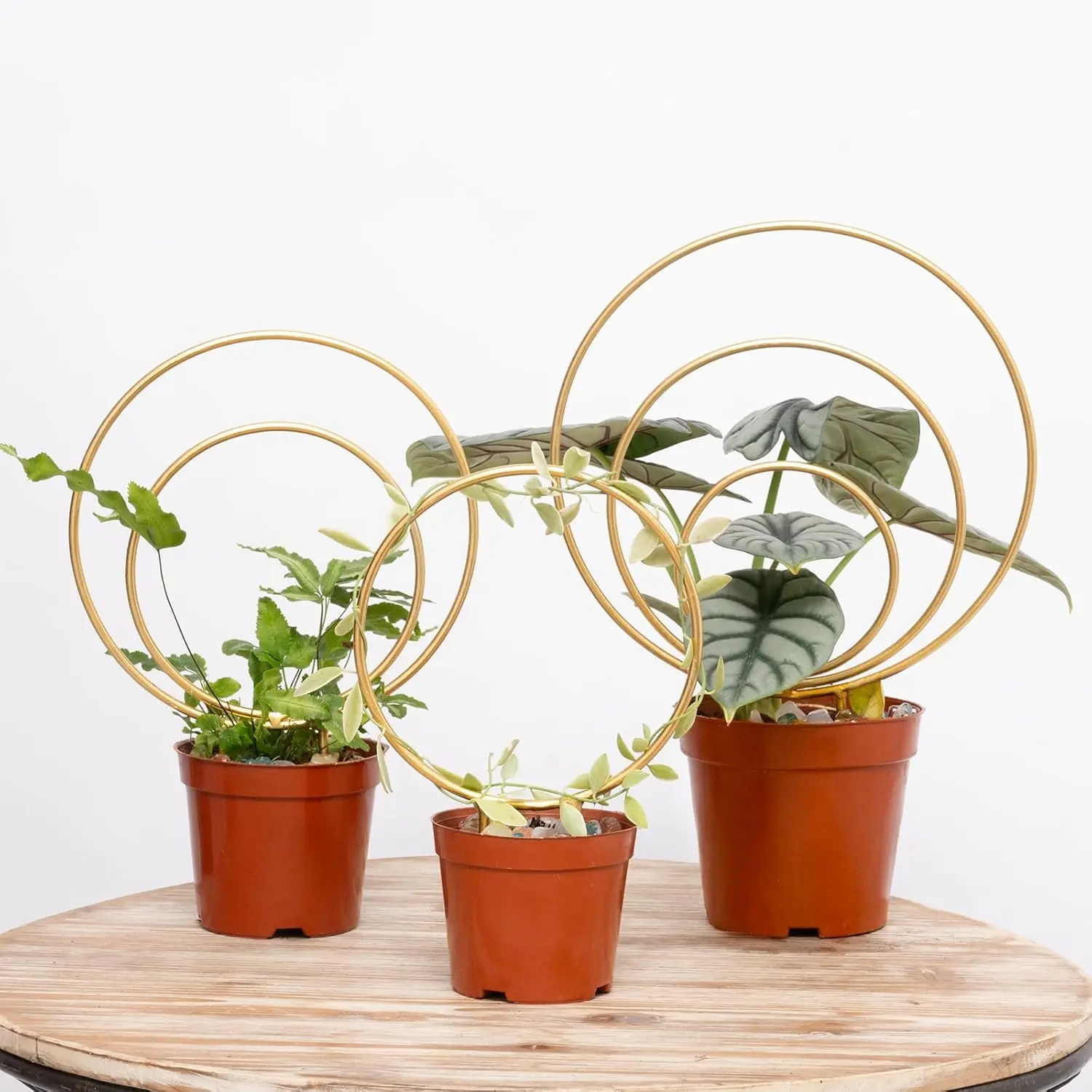 Hoya Trellis for Indoor Plants - Set of 3 Stylish Metal Plant Supports for Climbing Houseplants - Durable Design for Small Potted Plants with Increased Height Support