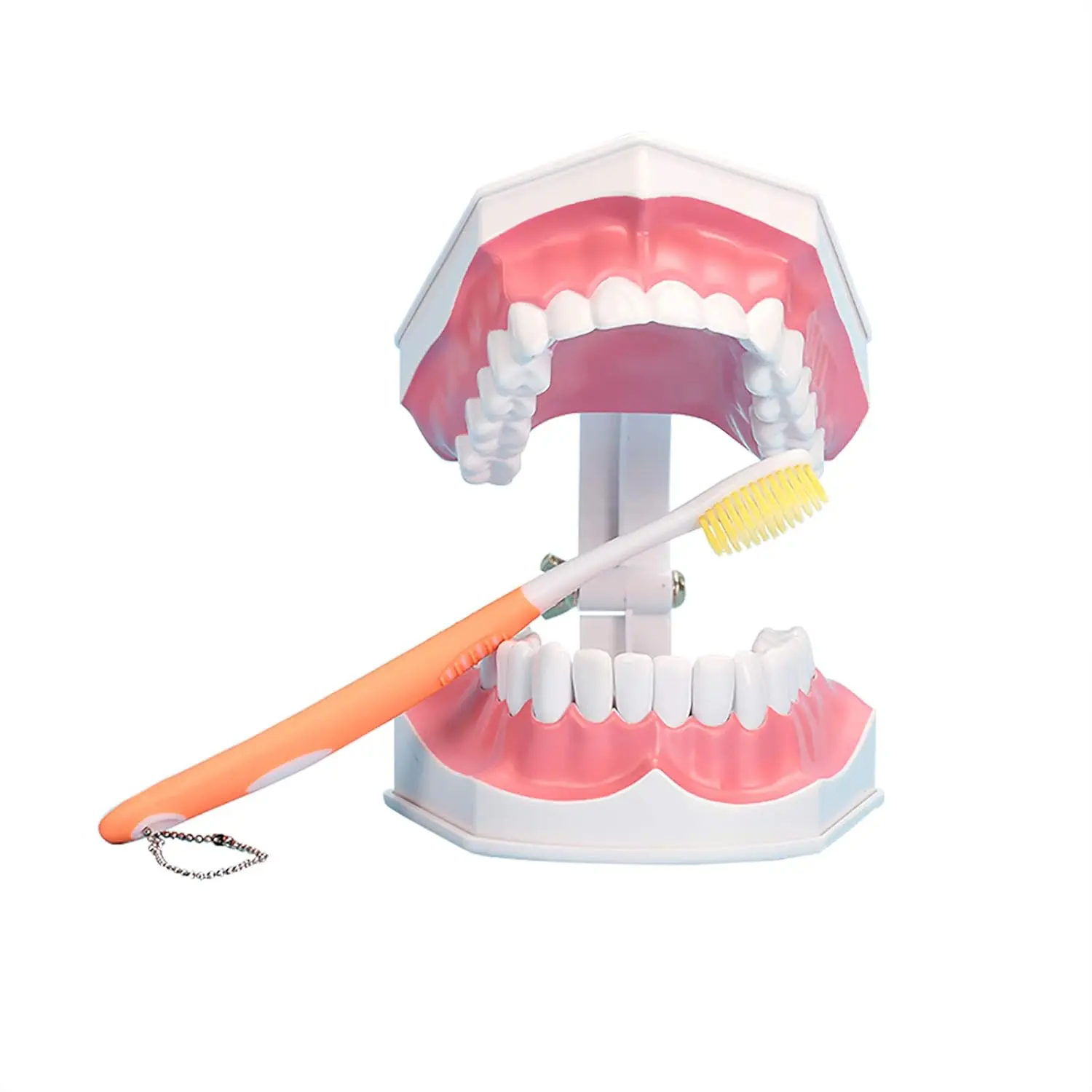Large Teeth Model, Teaching Study Brushing Tooth Model Tools with Toothbrush & Removable Lower Teeth for Kids Oral Care Teaching (2 Times Brushing Model) | Great for dentist-patient consultation, kids home oral education, preschool tea