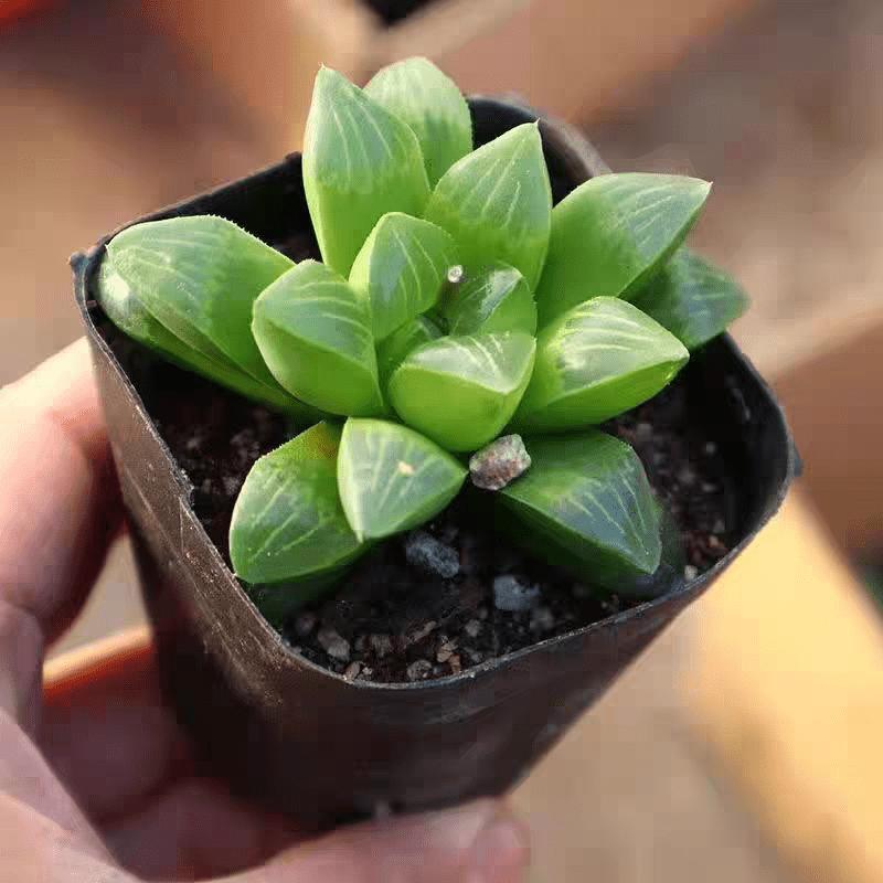 Delicate Howarth Leaf Cactus, South African Potted Live Plants, Unique Window Leaves, Ideal Gift for Novices and Collectors