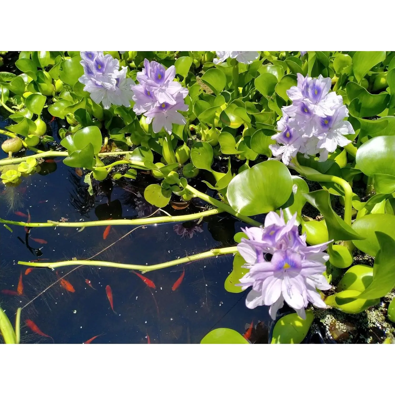 5 Live Water Hyacinth Plants, Purple Flowers, Floating Aquatic Plants for Ponds and Water Gardens