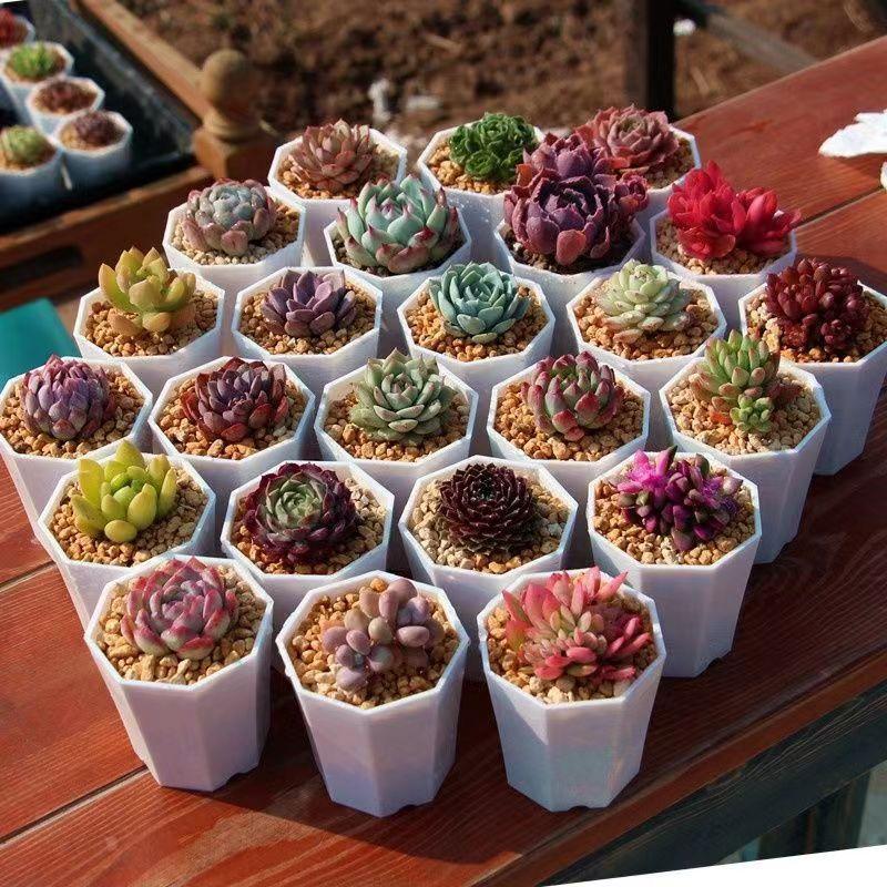 Succulent plant Sedum 15 pot set, dry and easy to raise, indoor desktop mini potted plant, bare root novice friendly