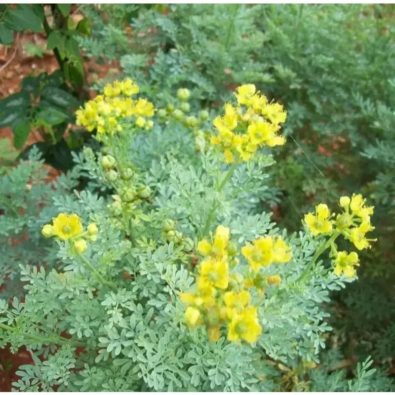 Rue Herb Seeds – 800 Heirloom Ruta Graveolens Seeds, Open Pollinated & Non-GMO