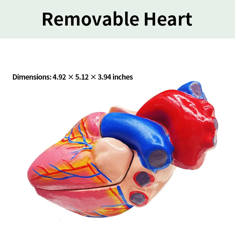 Removable Anatomical Heart Model, Medical Teaching Demonstration Heart Structure Model, Biology Teaching Aid