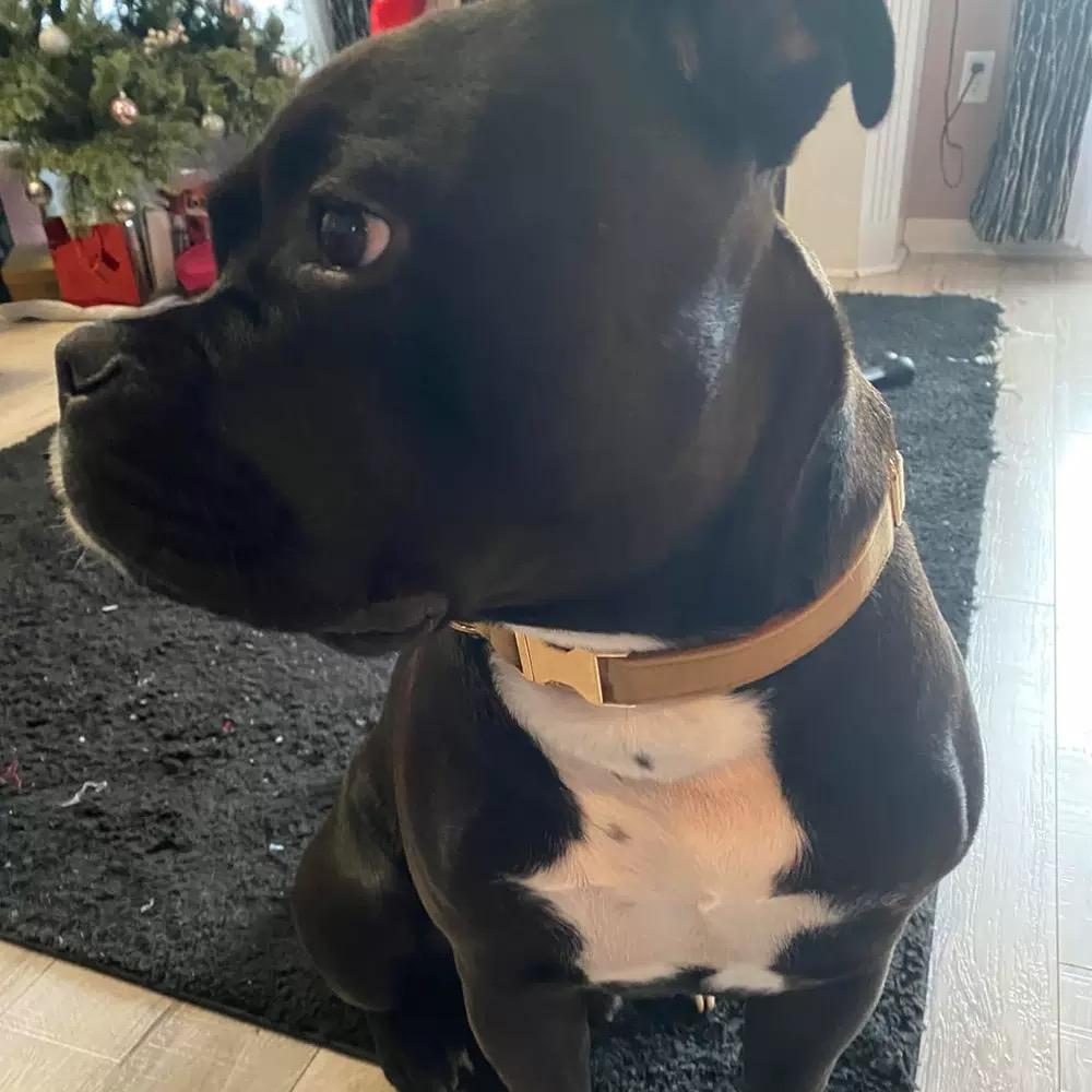 Personalized Dog Collar 1Pc Custom Engraved Soft Engraved Nameplate Durable ID Durable Nylon Material Easy to Install